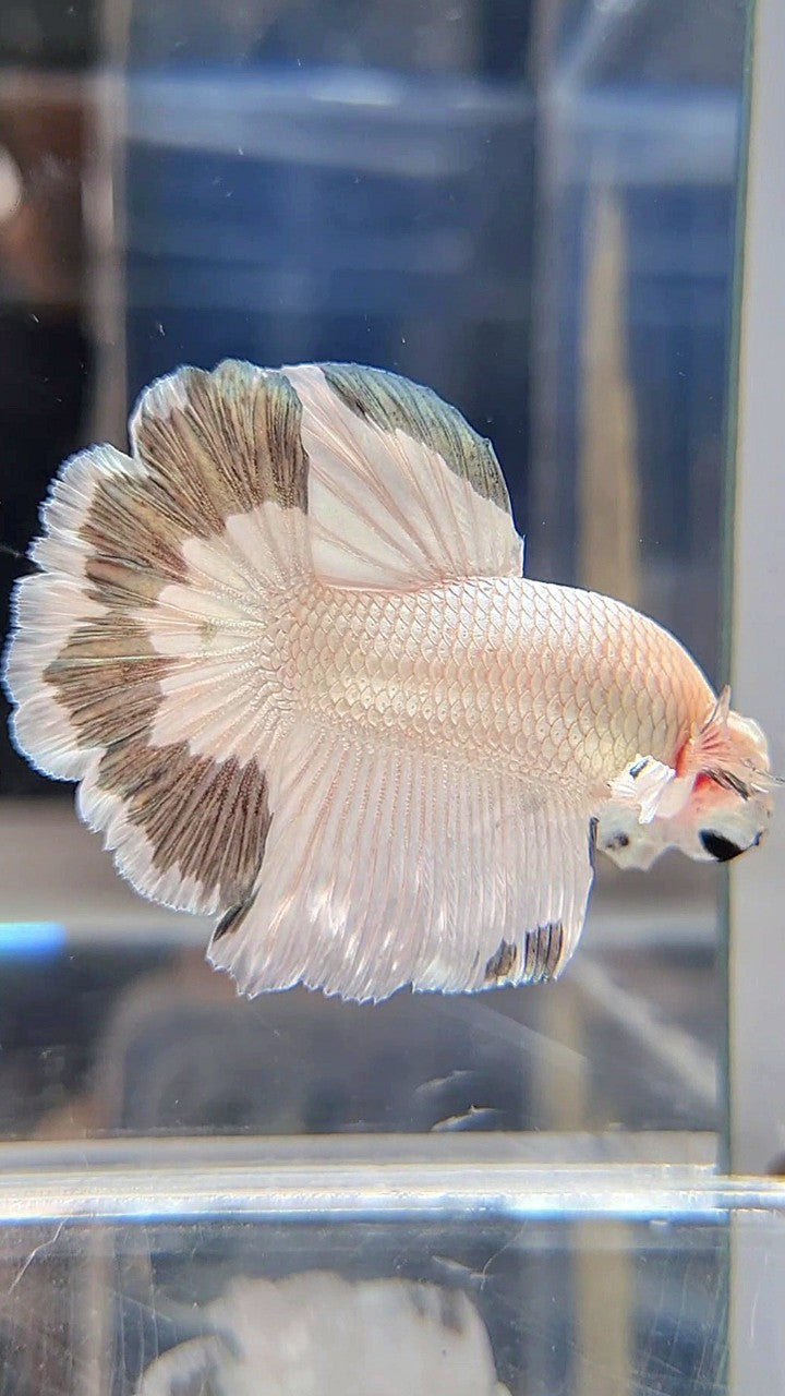 HALFMOON ROSETAIL COPPER RIM BETTA FISH
