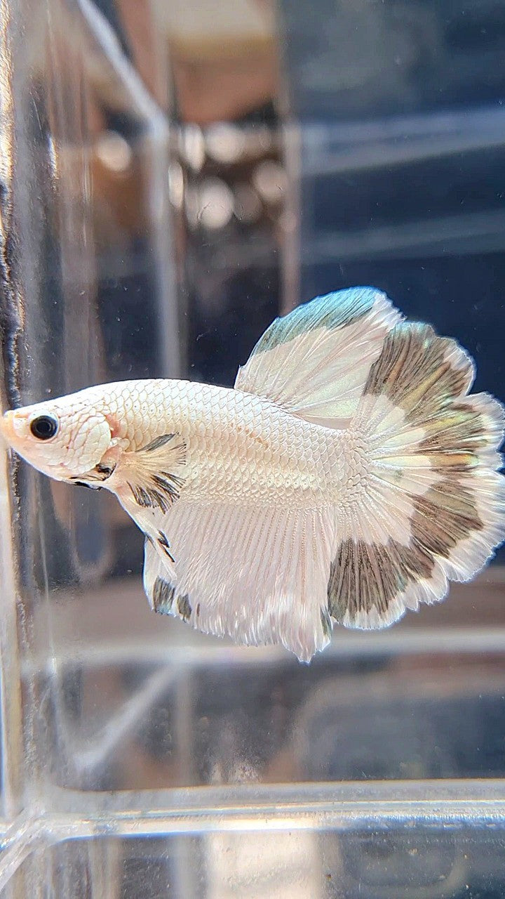 HALFMOON ROSETAIL COPPER RIM BETTA FISH