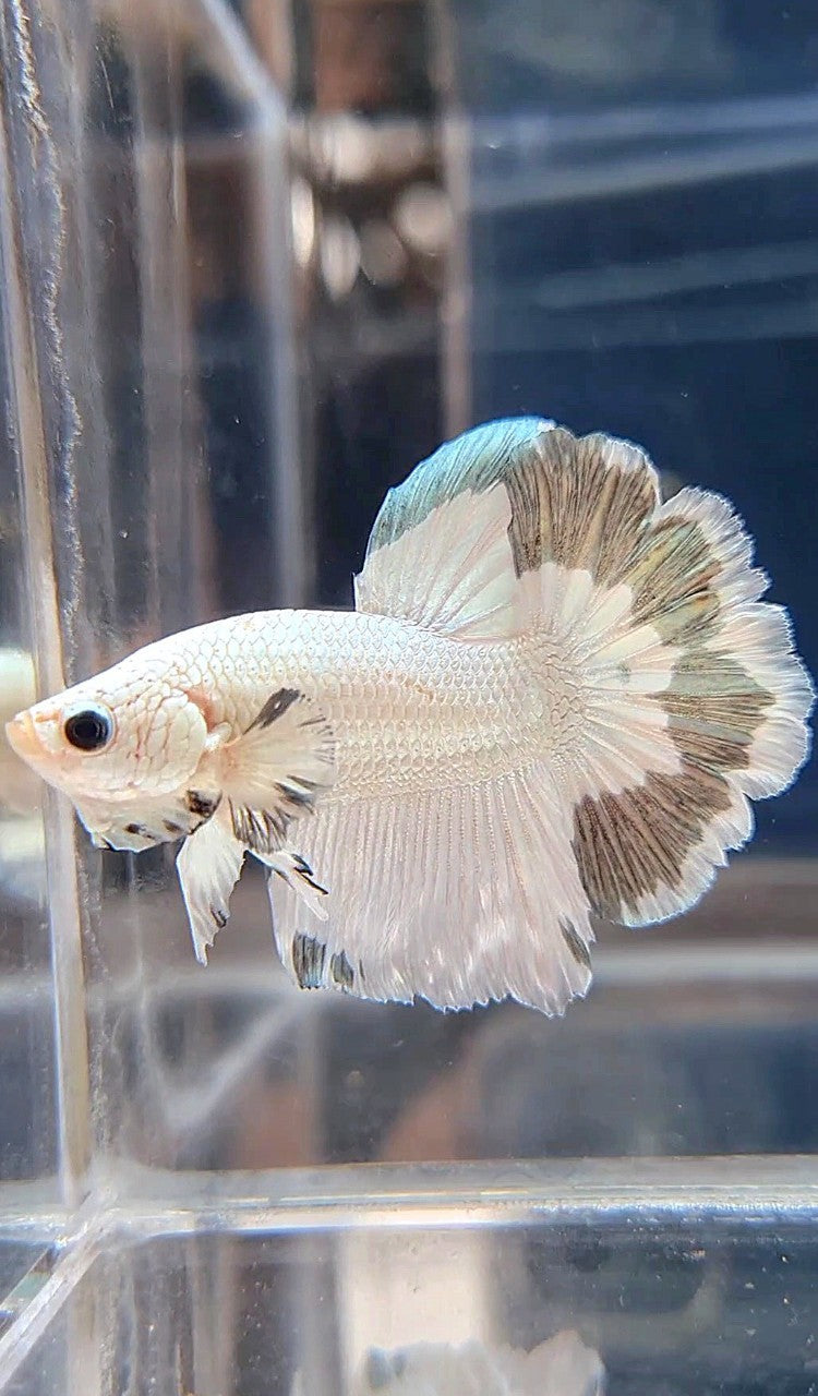 HALFMOON ROSETAIL COPPER RIM BETTA FISH