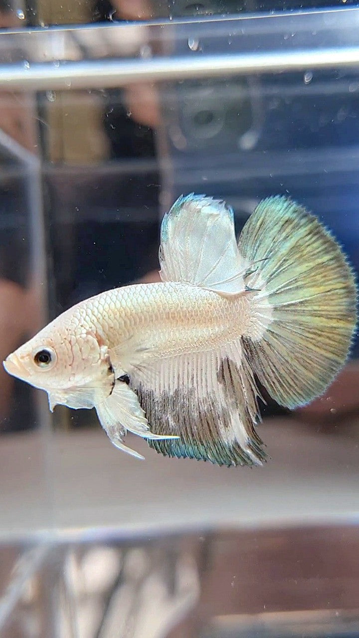 HALFMOON COPPER RIM BICOLOR BETTA FISH