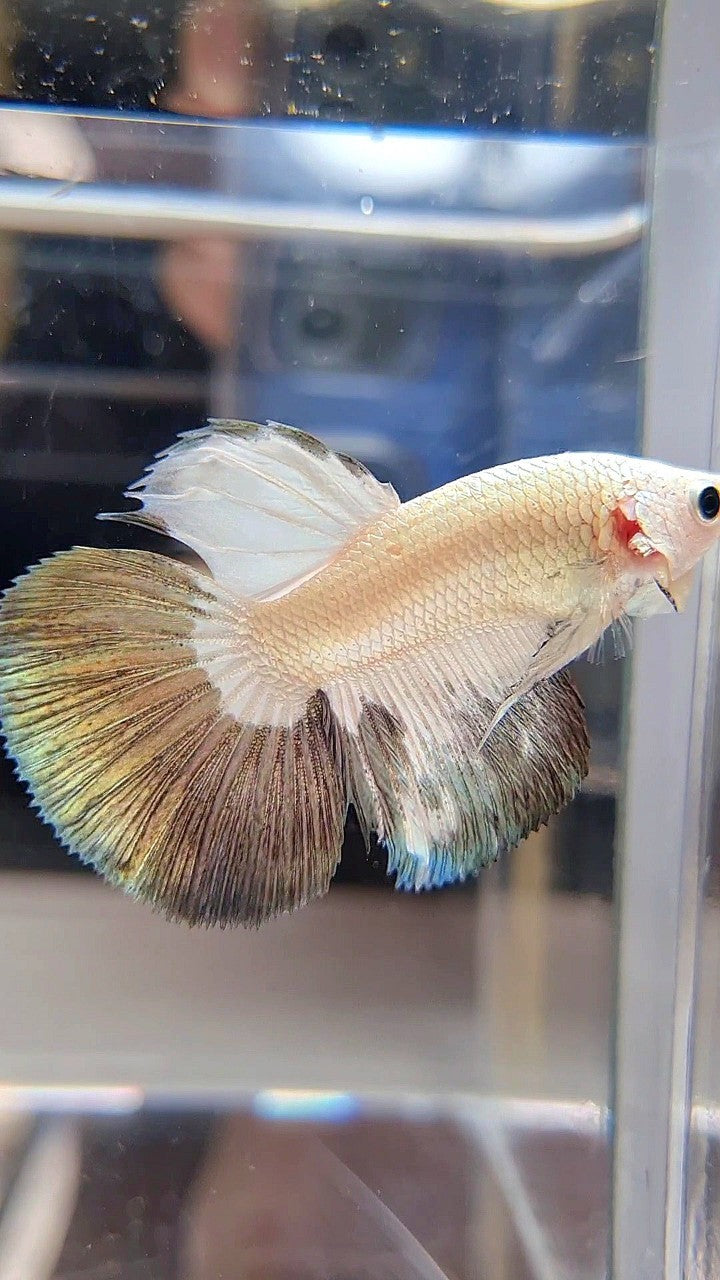 HALFMOON COPPER RIM BICOLOR BETTA FISH