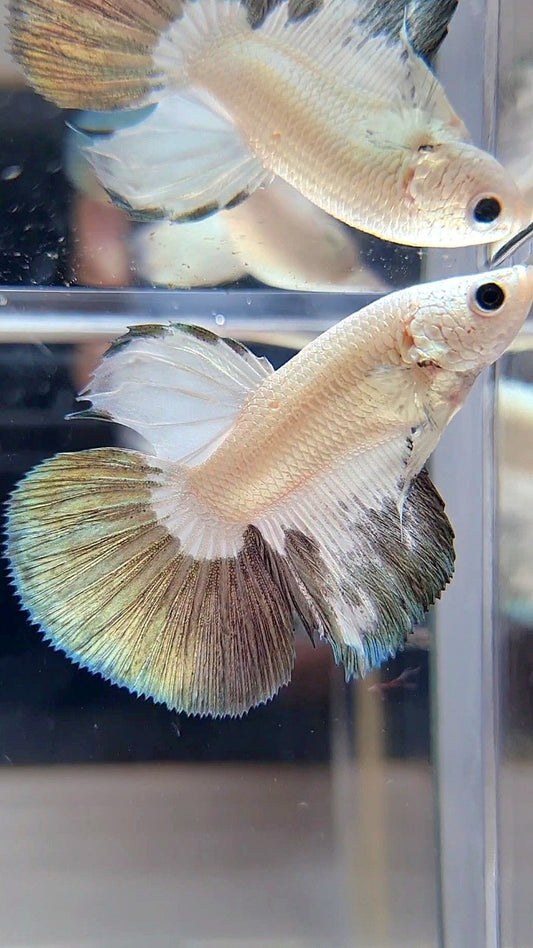 HALFMOON COPPER RIM BICOLOR BETTA FISH