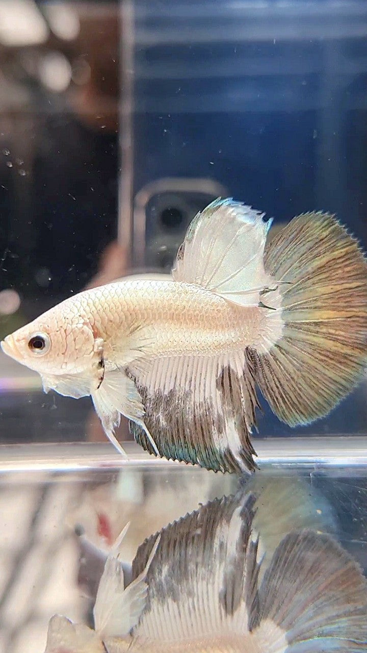 HALFMOON COPPER RIM BICOLOR BETTA FISH