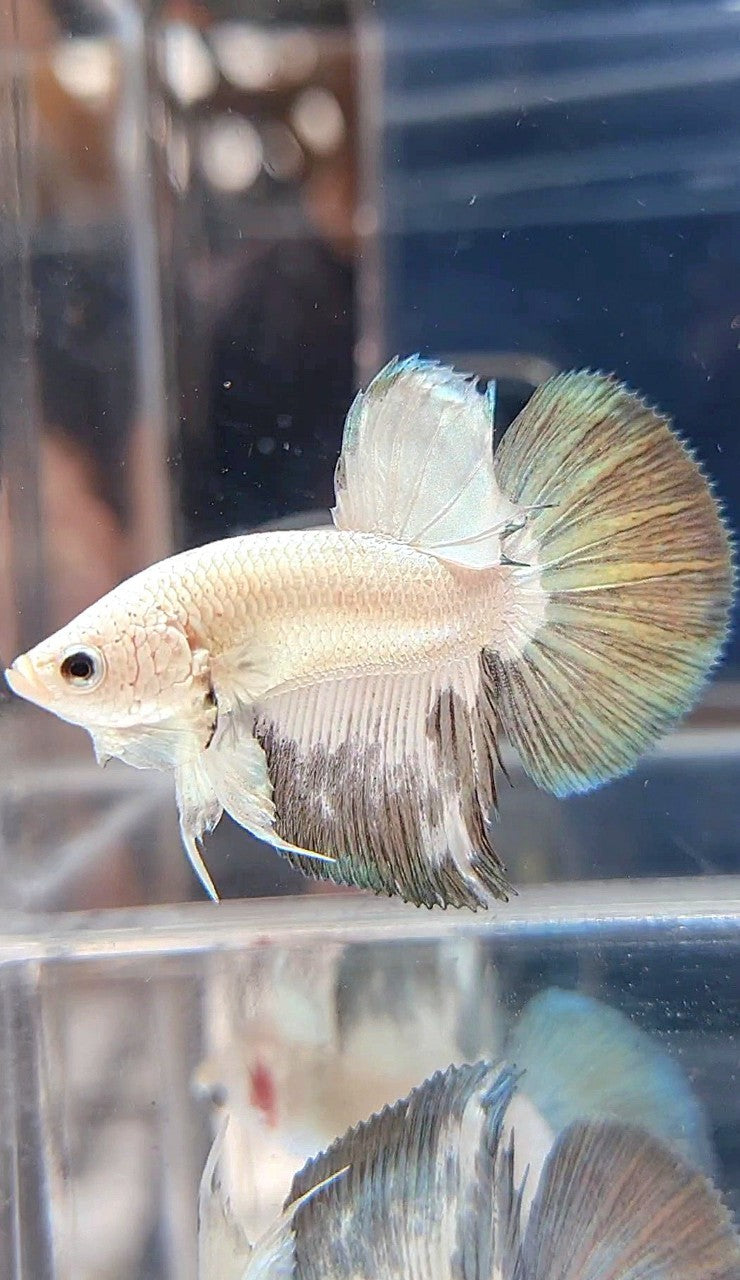 HALFMOON COPPER RIM BICOLOR BETTA FISH