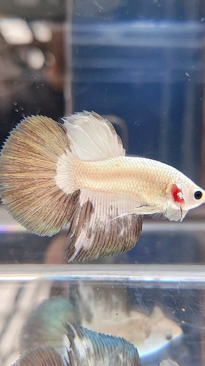 HALFMOON COPPER RIM BICOLOR BETTA FISH