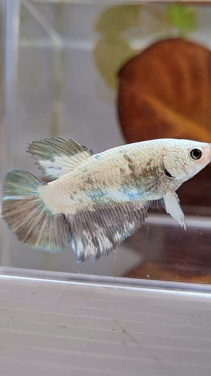 FEMALE HALFMOON COPPER RIM PANDA BETTA FISH