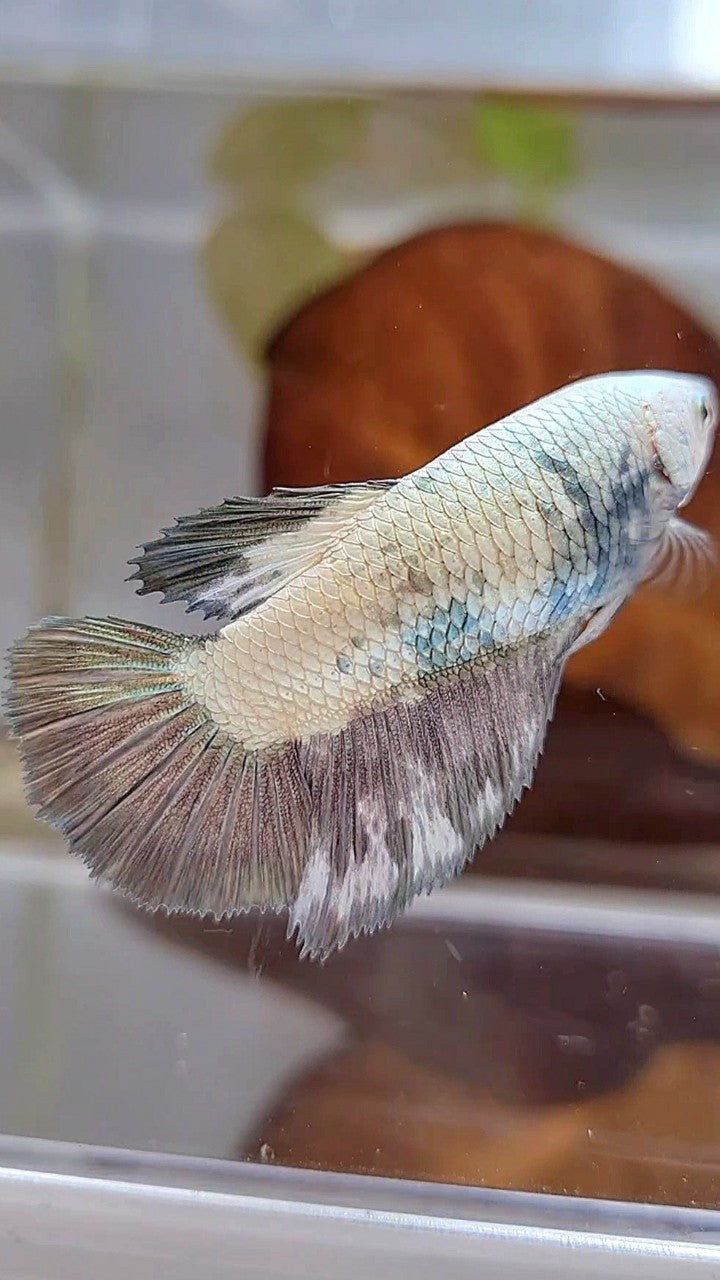 FEMALE HALFMOON COPPER RIM PANDA BETTA FISH