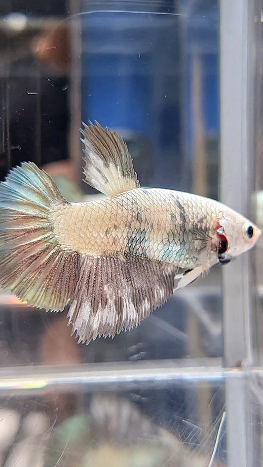 FEMALE HALFMOON COPPER RIM PANDA BETTA FISH