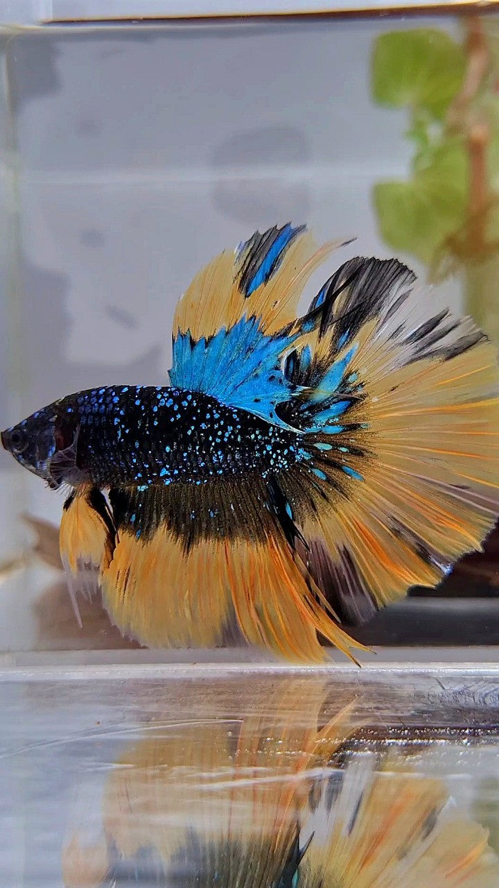 LUXURY HALFMOON ROSETAIL BLACK BLUE STARDUST GLITTER YELLOW BUTERFLY GALAXY BETTA FISH