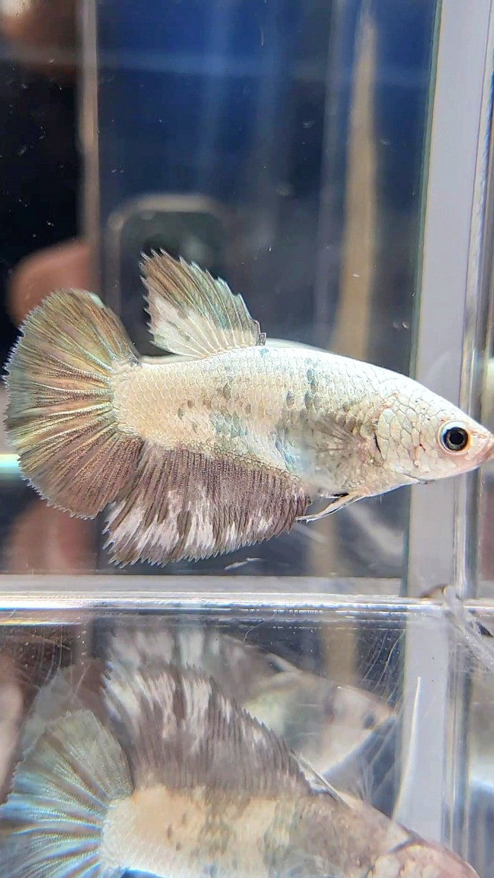 FEMALE HALFMOON COPPER RIM PANDA BETTA FISH