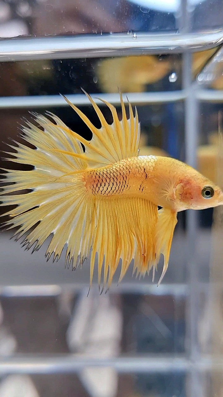 CROWNTAIL YELLOW GOLD GALAXY BETTA FISH