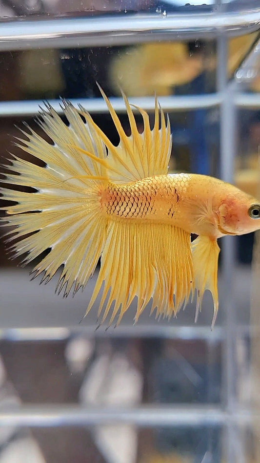 CROWNTAIL YELLOW GOLD GALAXY BETTA FISH