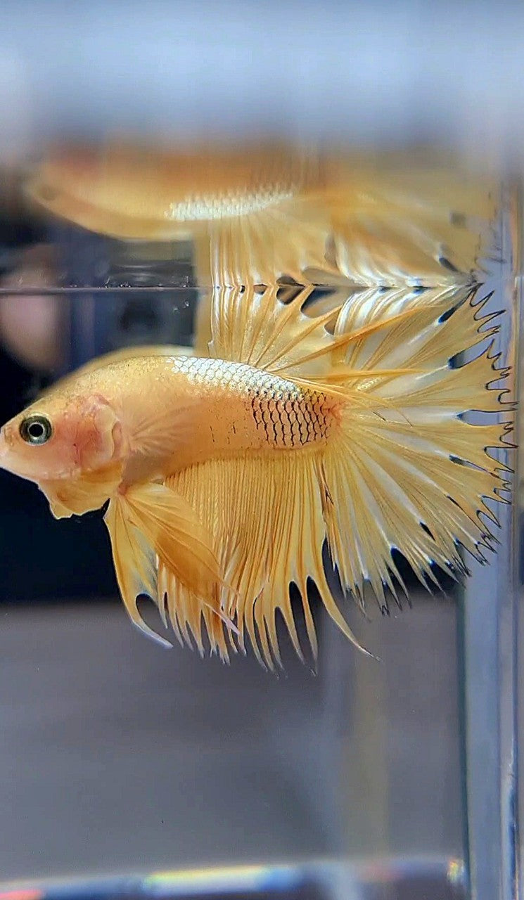CROWNTAIL YELLOW GOLD GALAXY BETTA FISH