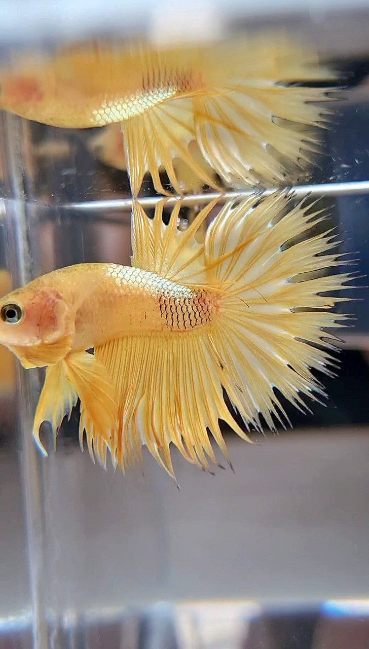 CROWNTAIL YELLOW GOLD GALAXY BETTA FISH