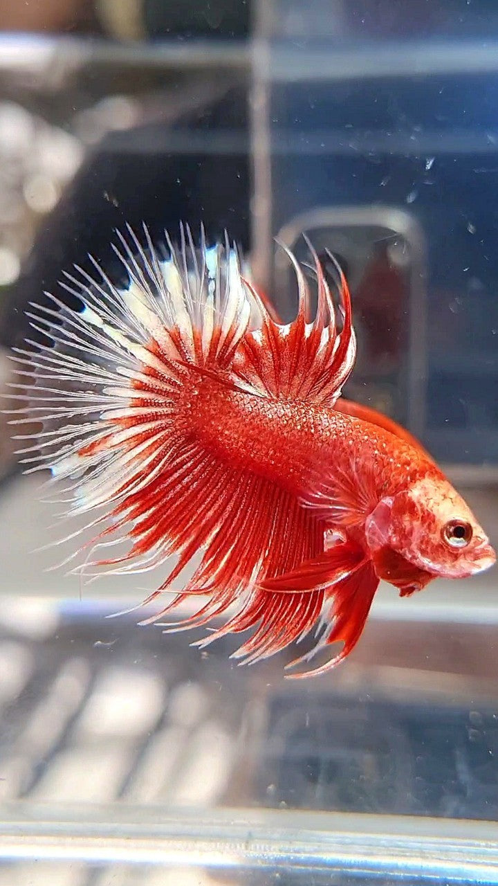 CROWNTAIL RED GOLD GALAXY RGG BETTA FISH
