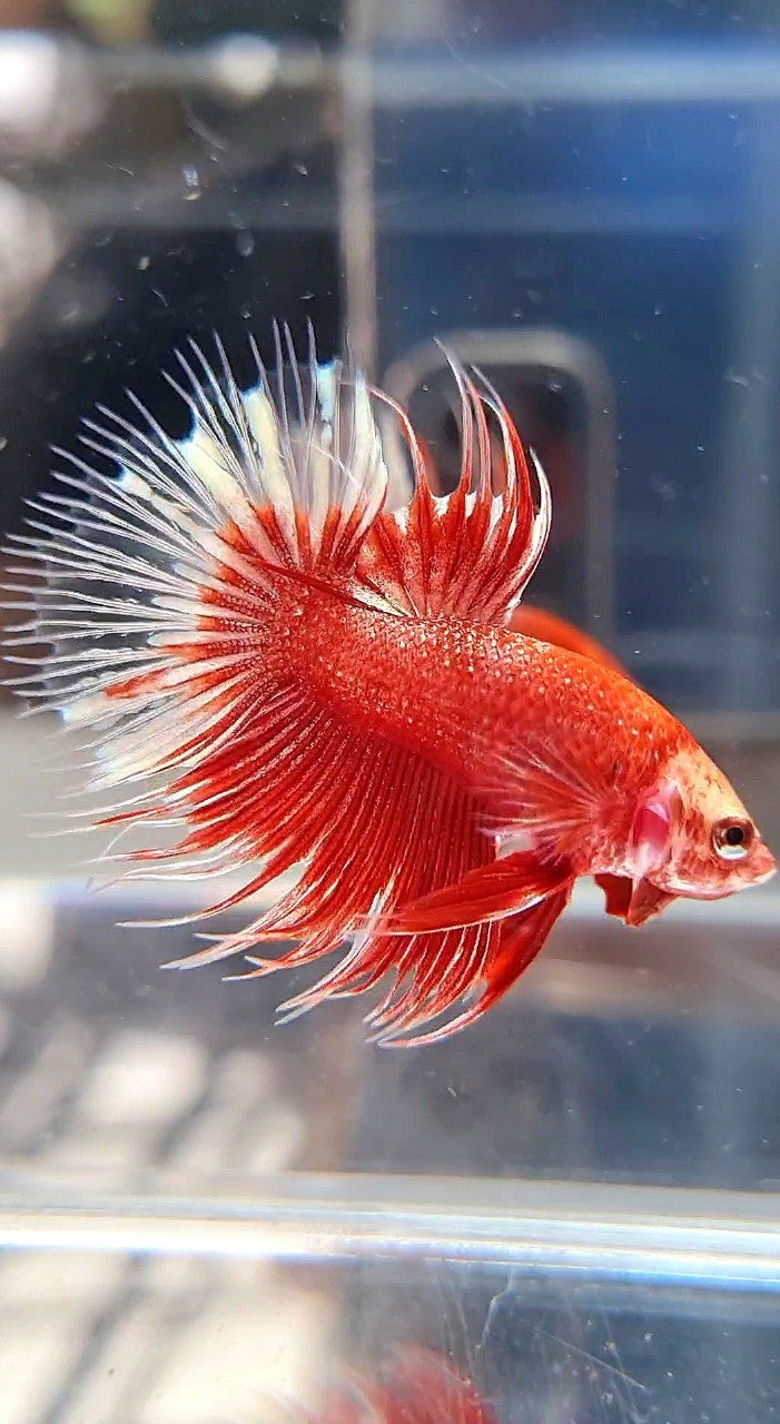 CROWNTAIL RED GOLD GALAXY RGG BETTA FISH