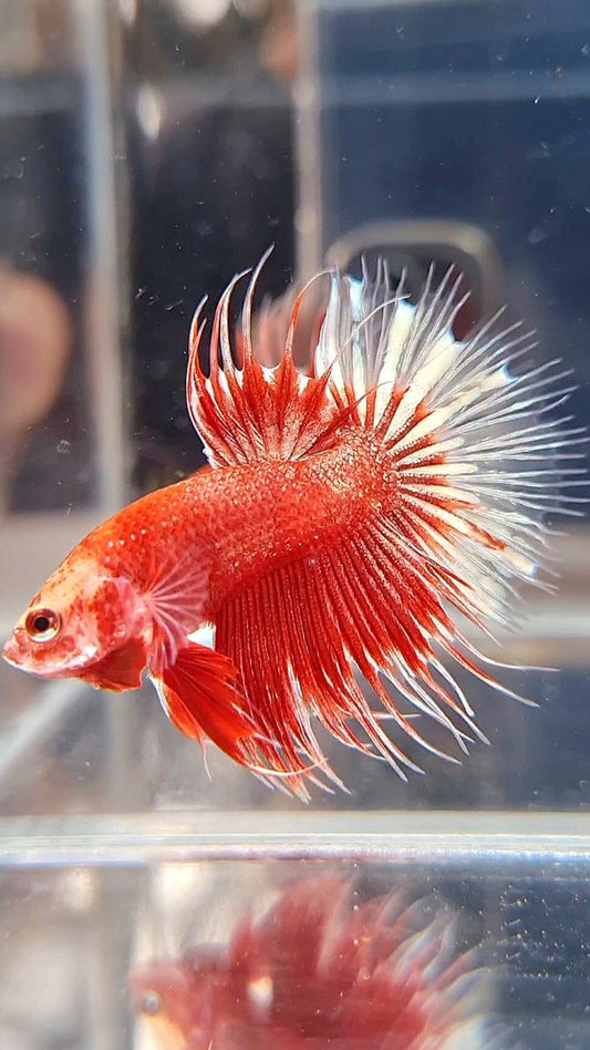 CROWNTAIL RED GOLD GALAXY RGG BETTA FISH