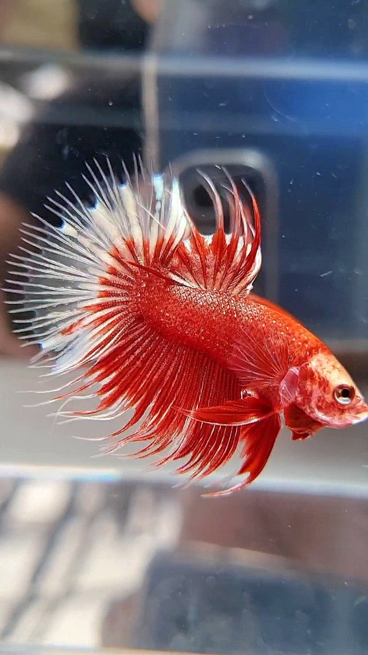 CROWNTAIL RED GOLD GALAXY RGG BETTA FISH