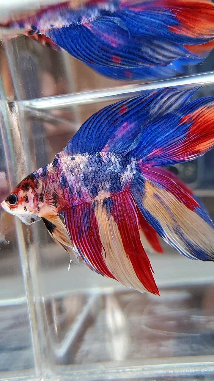 XL VEILTAIL DOUBLE TAIL BLUE RED FANCY MULTICOLOR BETTA FISH