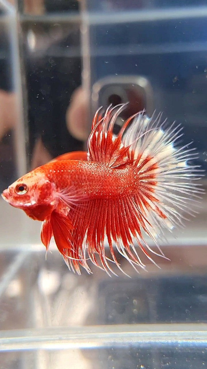 CROWNTAIL RED GOLD GALAXY RGG BETTA FISH