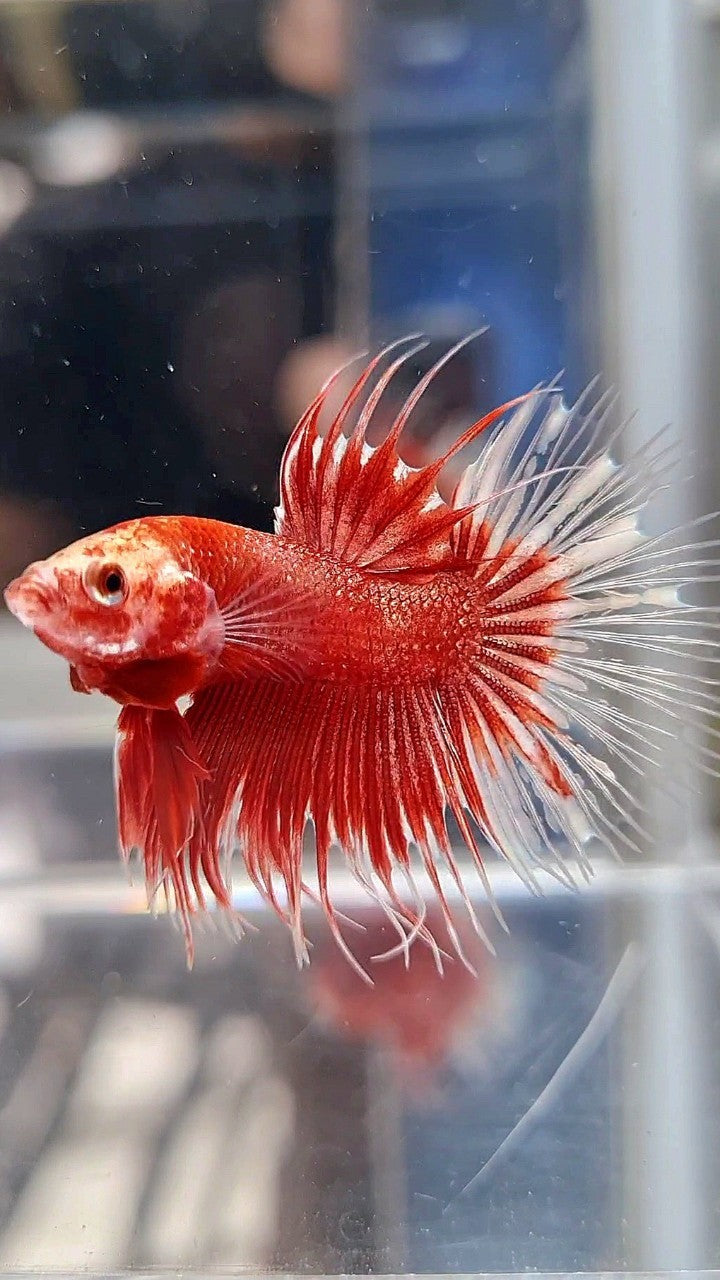 CROWNTAIL RED GOLD GALAXY RGG BETTA FISH