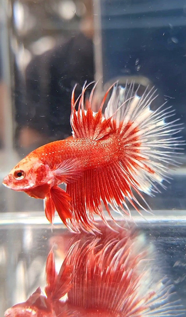 CROWNTAIL RED GOLD GALAXY RGG BETTA FISH