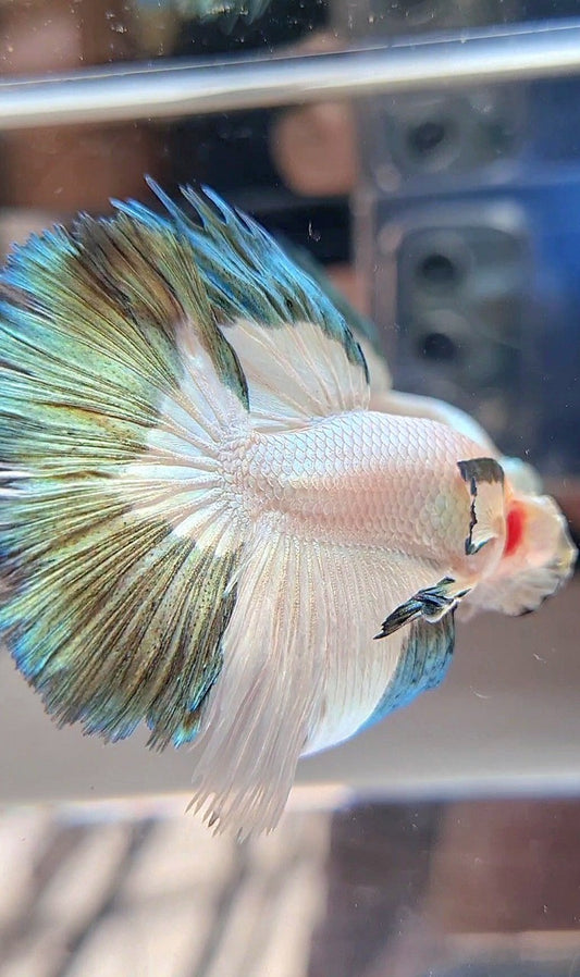 LUXURY HALFMOON ROSETAIL COPPER RIM BICOLOR BETTA FISH