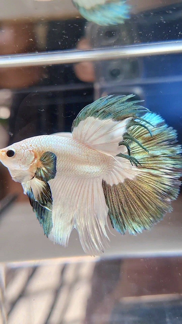 LUXURY HALFMOON ROSETAIL COPPER RIM BICOLOR BETTA FISH