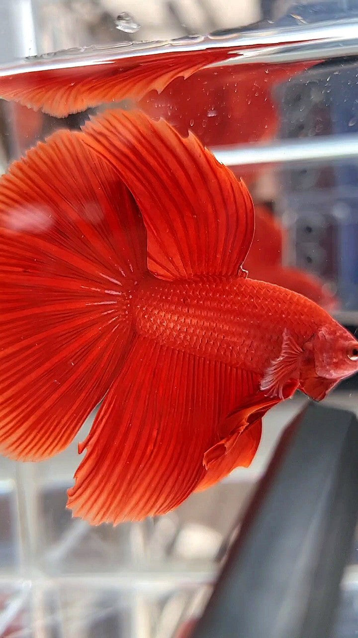 HALFMOON ROSETAIL SUPER RED BETTA FISH