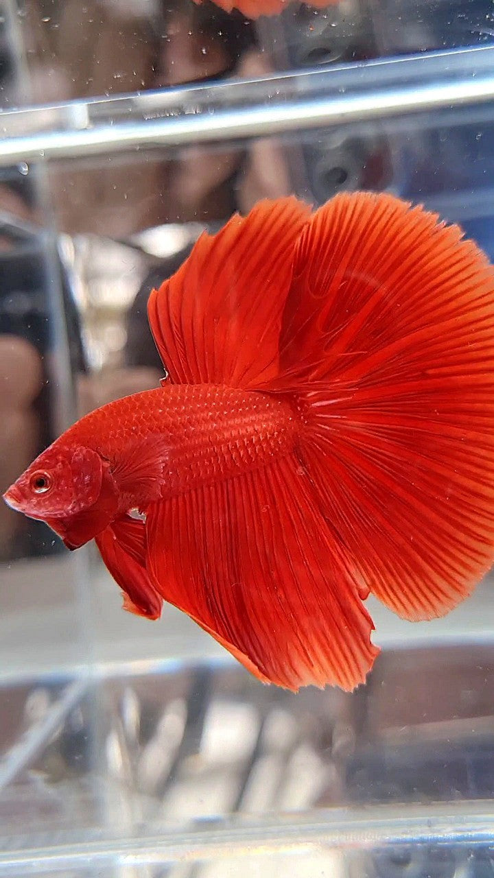 HALFMOON ROSETAIL SUPER RED BETTA FISH