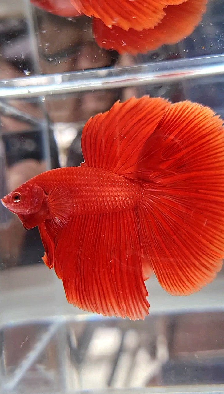 HALFMOON ROSETAIL SUPER RED BETTA FISH