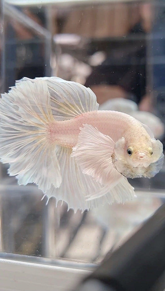 HALFMOON DUMBO EAR ROSETAIL WHITE PLATINUM BETTA FISH