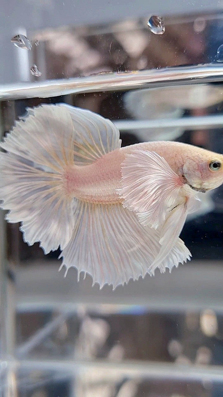 HALFMOON DUMBO EAR ROSETAIL WHITE PLATINUM BETTA FISH
