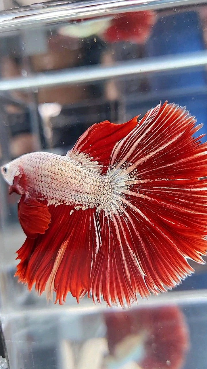 XL HALFMOON OVERTIAL ROSETAIL RED DRAGON SNOW BETTA FISH
