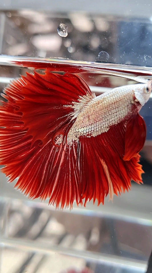 XL HALFMOON OVERTIAL ROSETAIL RED DRAGON SNOW BETTA FISH