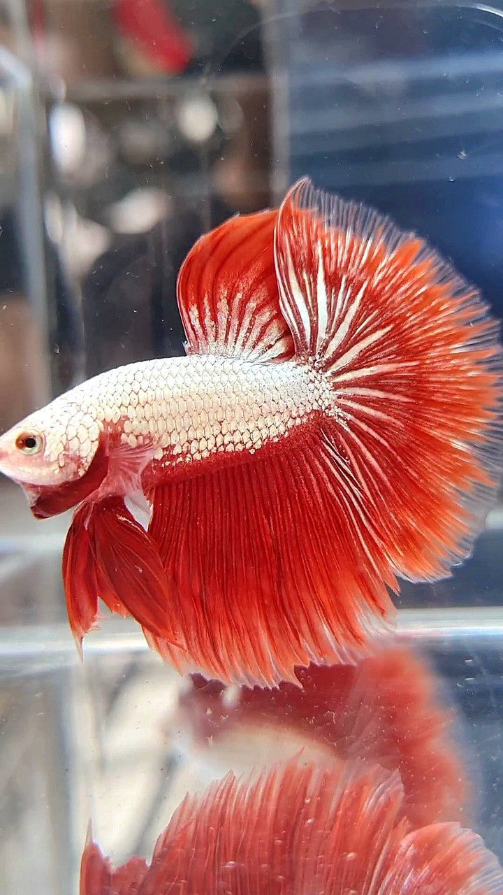 HALFMOON ROSETAIL RED DRAGON SNOW BETTA FISH