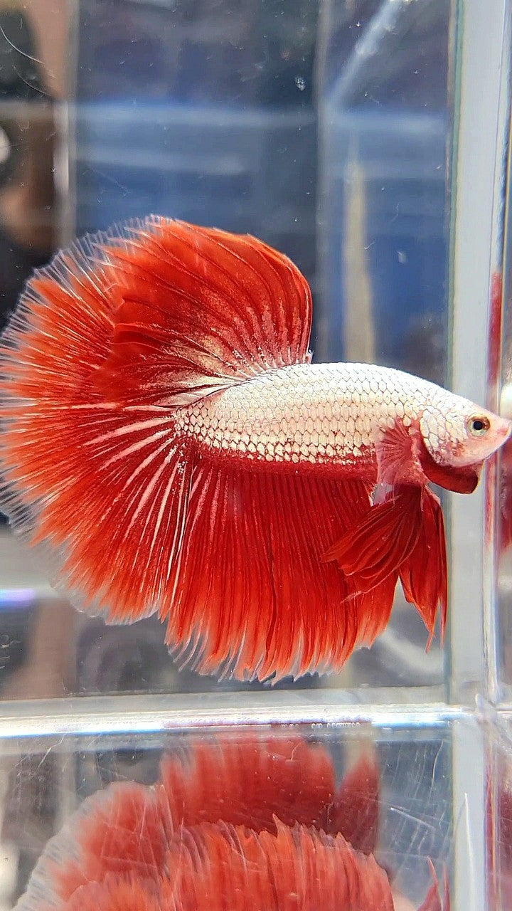 HALFMOON ROSETAIL RED DRAGON SNOW BETTA FISH