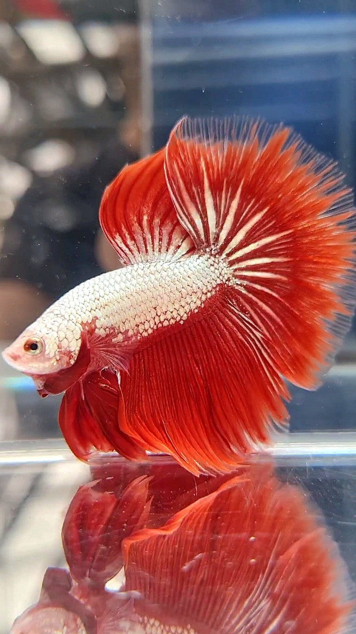 HALFMOON ROSETAIL RED DRAGON SNOW BETTA FISH