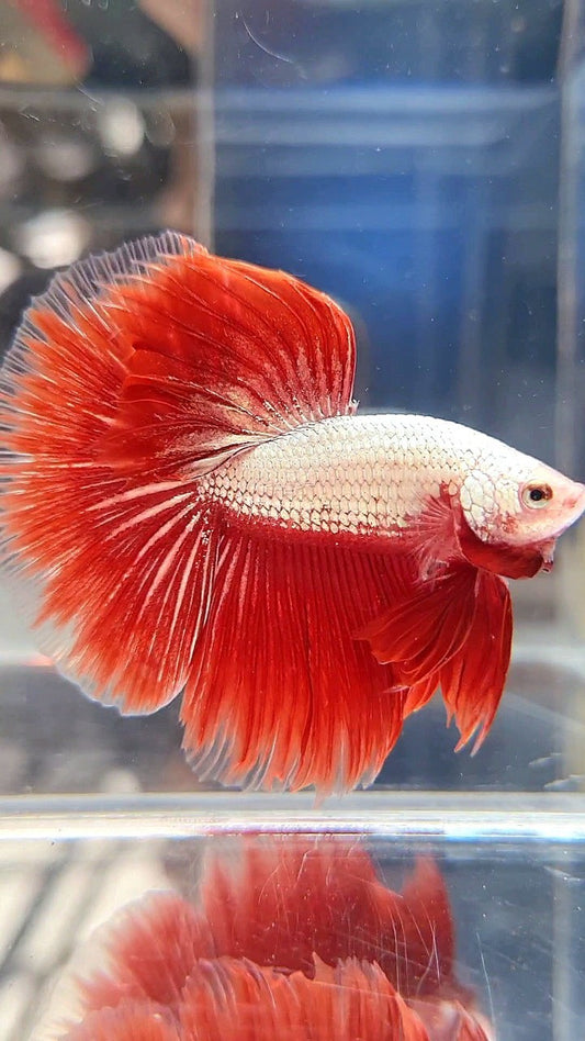 HALFMOON ROSETAIL RED DRAGON SNOW BETTA FISH
