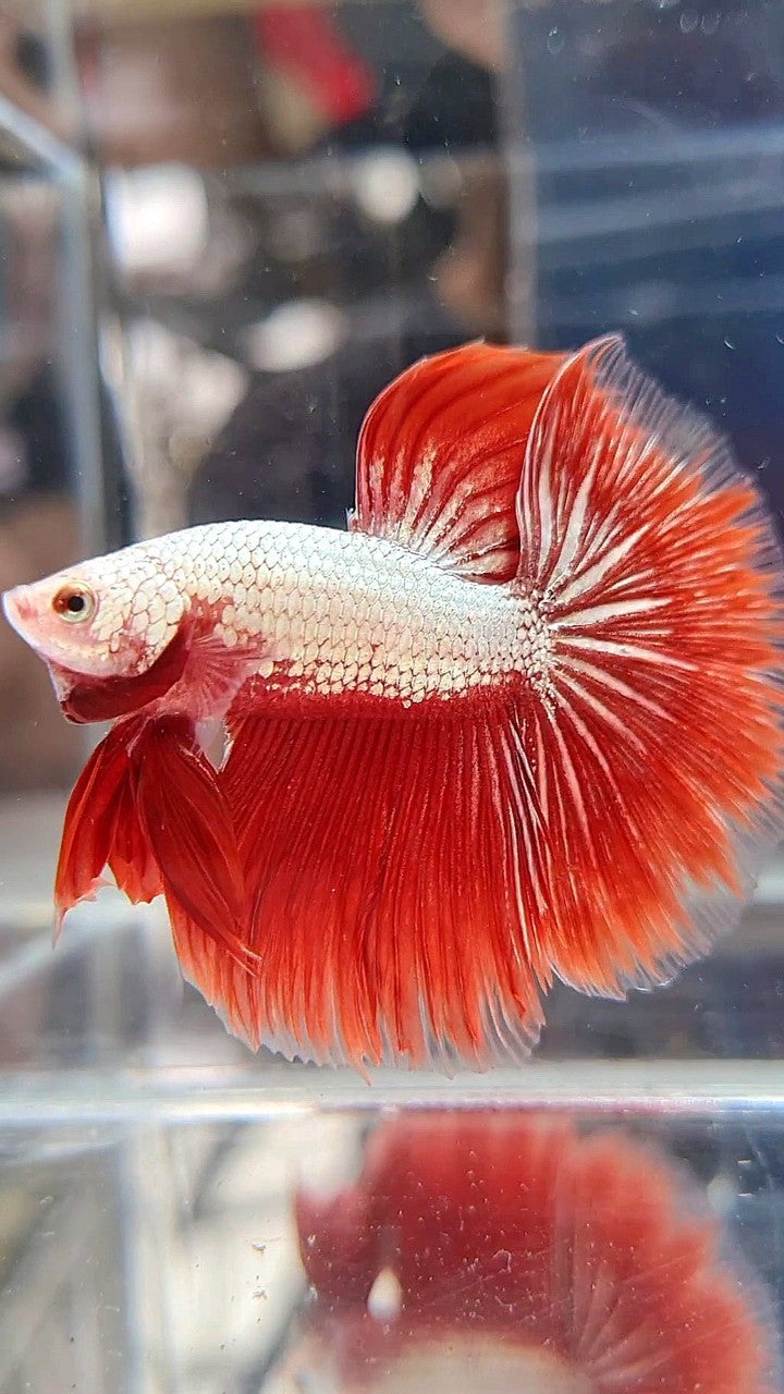 HALFMOON ROSETAIL RED DRAGON SNOW BETTA FISH
