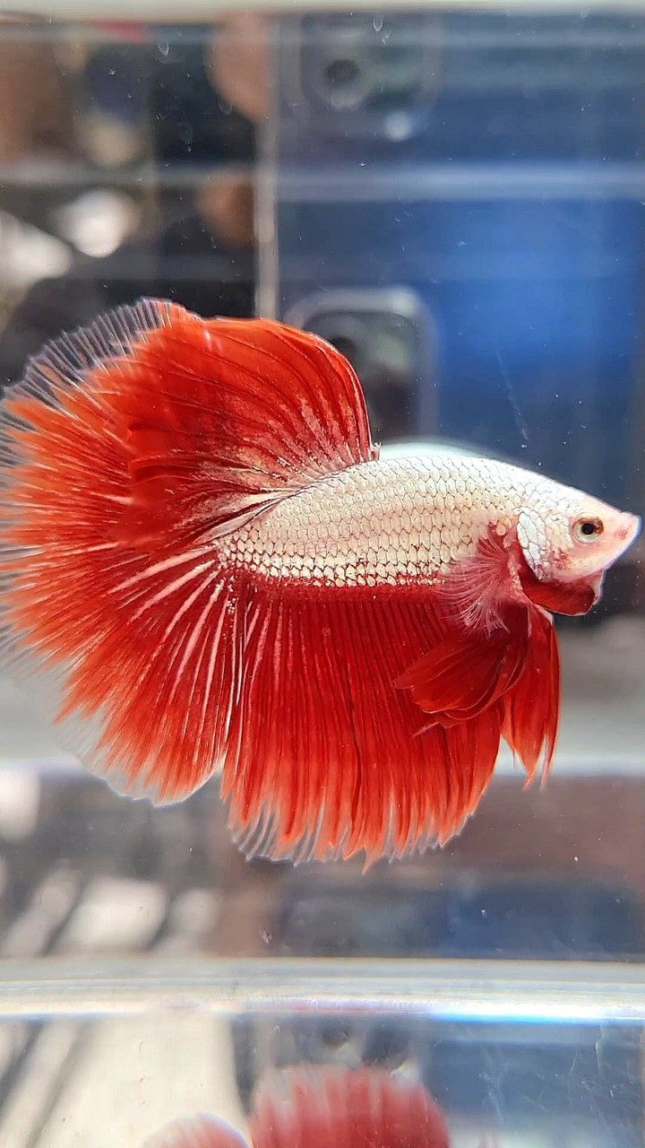 HALFMOON ROSETAIL RED DRAGON SNOW BETTA FISH