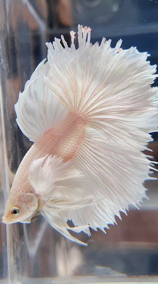 HALFMOON DUMBO EAR ROSETAIL WHITE PLATINUM BETTA FISH