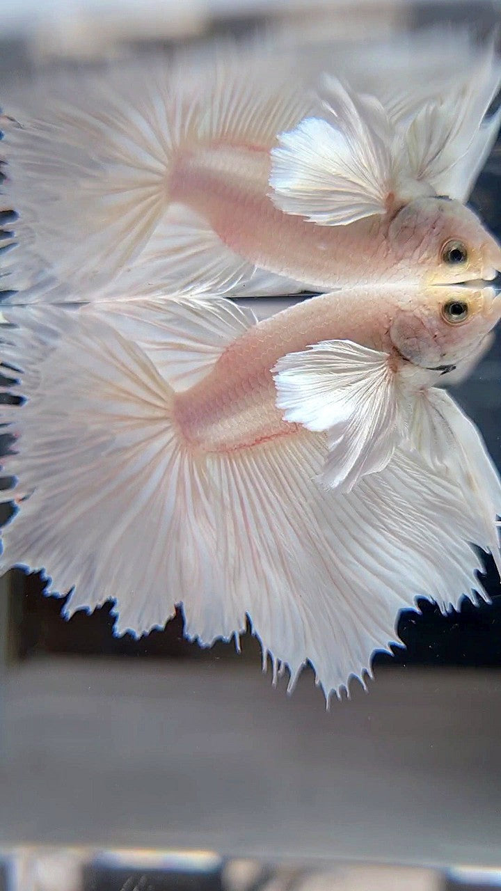HALFMOON DUMBO EAR ROSETAIL WHITE PLATINUM BETTA FISH