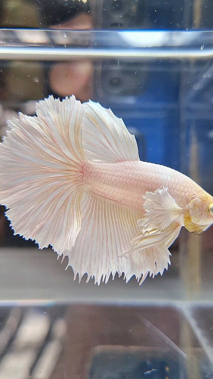HALFMOON DUMBO EAR WHITE PLATINUM BETTA FISH
