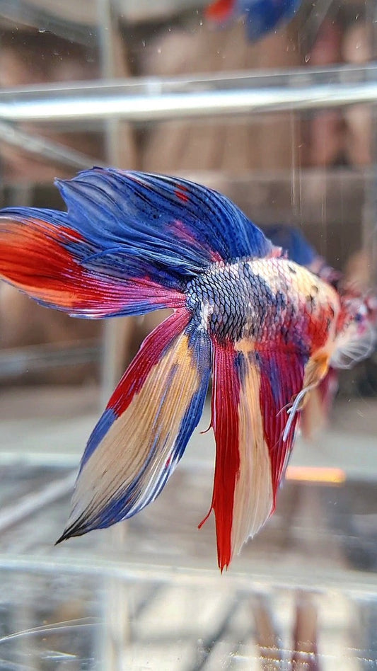 XL VEILTAIL DOUBLE TAIL BLUE RED FANCY MULTICOLOR BETTA FISH