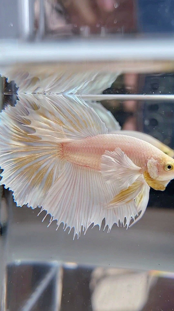 HALFMOON DUMBO EAR ROSETAIL WHITE PLATINUM YELLOW WASH BETTA FISH