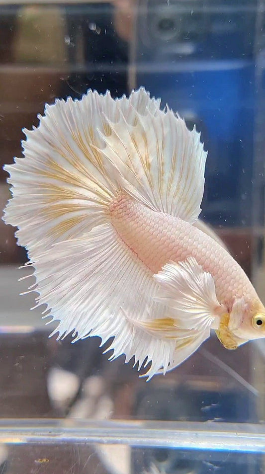 HALFMOON DUMBO EAR ROSETAIL WHITE PLATINUM YELLOW WASH BETTA FISH