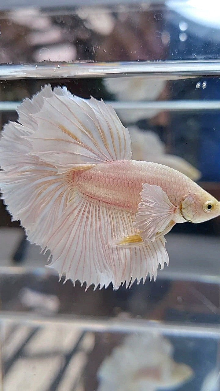 HALFMOON DUMBO EAR ROSETAIL WHITE PLATINUM BETTA FISH