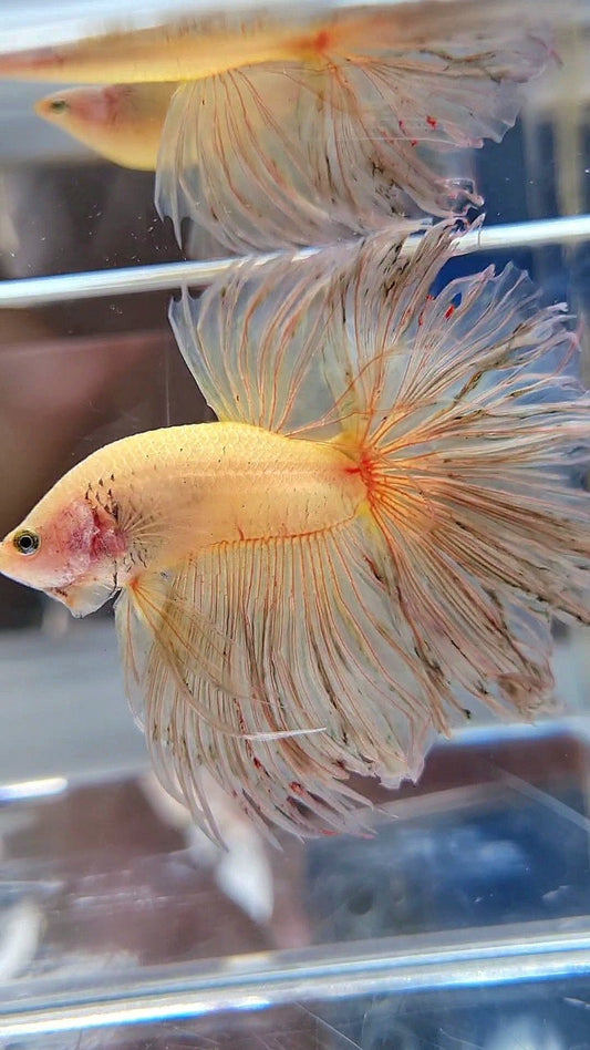XXL HALFMOON ROSETAIL CURLY YELLOW VANDA BETTA FISH