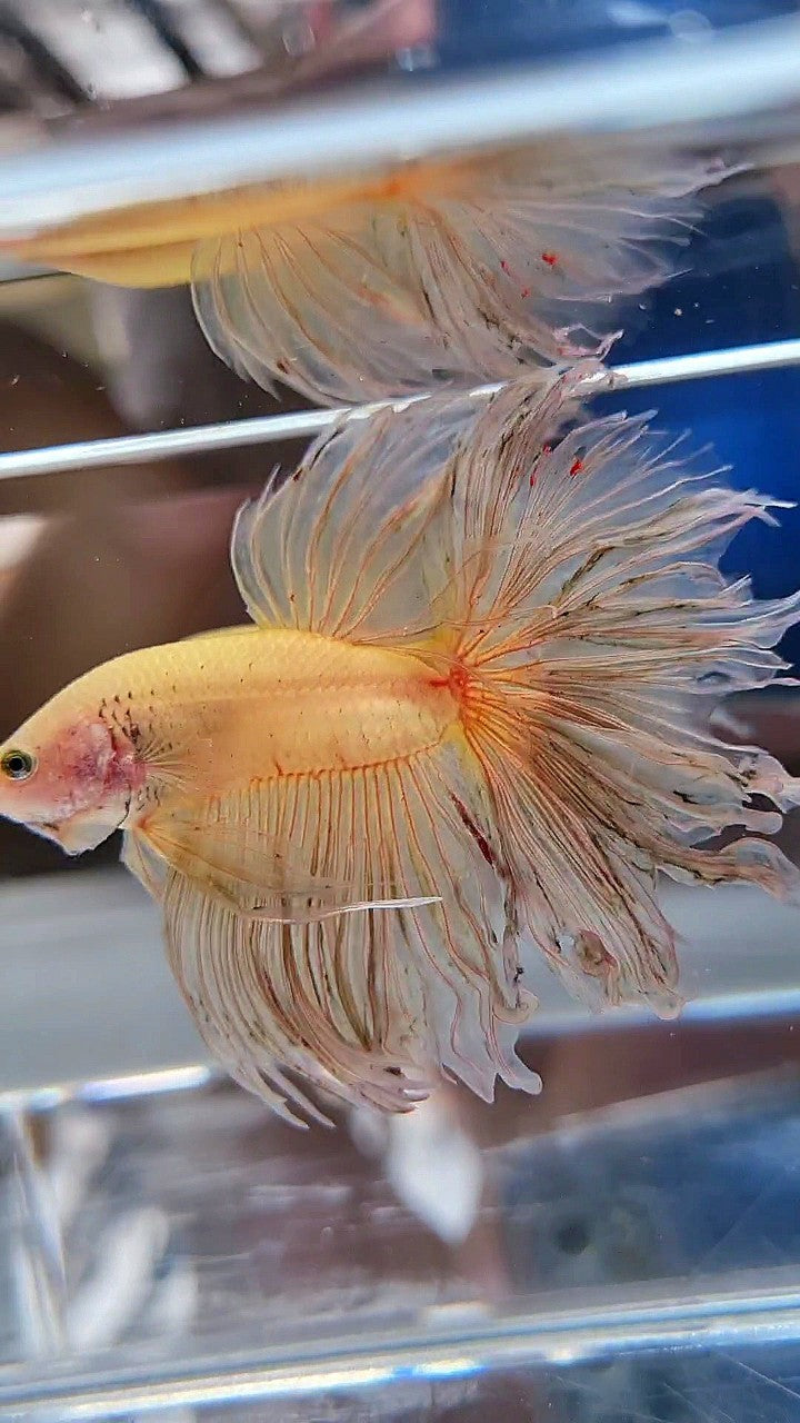 XXL HALFMOON ROSETAIL CURLY YELLOW VANDA BETTA FISH